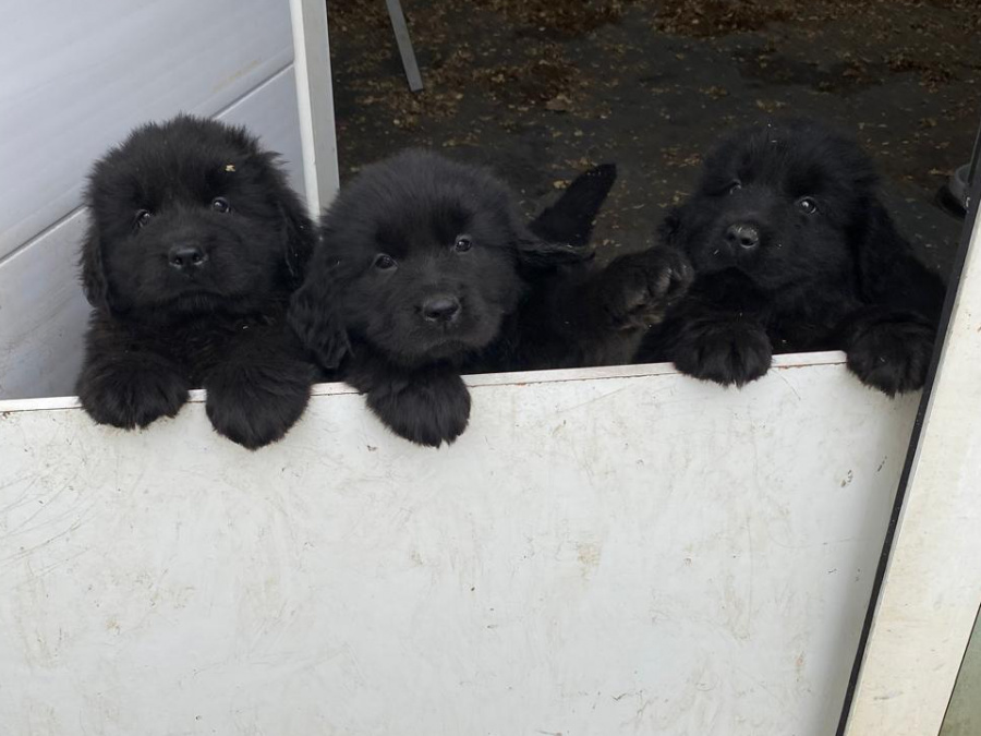 Beautiful Newfoundland puppies in Galway 10
